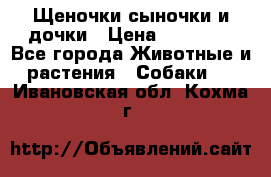 Щеночки-сыночки и дочки › Цена ­ 30 000 - Все города Животные и растения » Собаки   . Ивановская обл.,Кохма г.